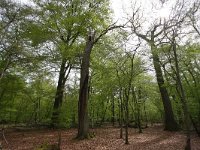 NL, Limburg, Roerdalen, Posterholt 8, Saxifraga-Bart Vastenhouw