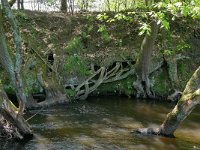 NL, Limburg, Roermond, Swalm 2, Saxifraga-Tom Heijnen