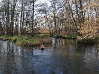 NL, Limburg, Roermond, Swalm 7, Saxifraga-Tom Heijnen