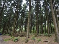 NL, Limburg, Vaals, Vijlenerbos 7, Saxifraga-Tom Heijnen