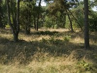 NL, Limburg, Weert, Boshoverheide 1, Saxifraga-Jan van der Straaten