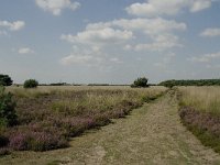 NL, Limburg, Weert, Boshoverheide 15, Saxifraga-Jan van der Straaten