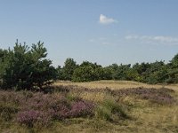 NL, Limburg, Weert, Boshoverheide 2, Saxifraga-Jan van der Straaten