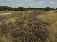 NL, Limburg, Weert, Boshoverheide 24, Saxifraga-Jan van der Straaten