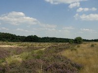 NL, Limburg, Weert, Boshoverheide 25, Saxifraga-Jan van der Straaten