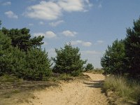 NL, Limburg, Weert, Boshoverheide 28, Saxifraga-Jan van der Straaten