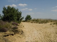 NL, Limburg, Weert, Boshoverheide 29, Saxifraga-Jan van der Straaten