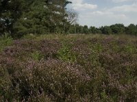 NL, Limburg, Weert, Boshoverheide 7, Saxifraga-Jan van der Straaten