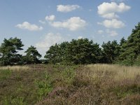 NL, Limburg, Weert, Boshoverheide 8, Saxifraga-Jan van der Straaten