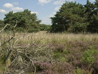 NL, Limburg, Weert, Boshoverheide 9, Saxifraga-Jan van der Straaten