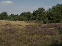 NL, Limburg, Weert, Boshoverheide, grafheuvel 13, Saxifraga-Jan van der Straaten