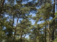 NL, Limburg, Weert, De IJzeren Man 35, Saxifraga-Marijke Verhagen