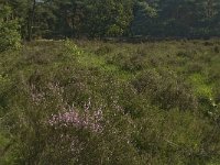 NL, Limburg, Weert, De IJzeren Man 39, Saxifraga-Jan van der Straaten