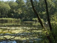 NL, Limburg, Weert, De Kleine IJzeren man 2, Saxifraga-Marijke Verhagen