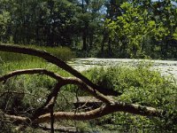 NL, Limburg, Weert, De Kleine IJzeren man 4, Saxifraga-Marijke Verhagen