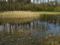 NL, Limburg, Weert, De Krang 7, Saxifraga-Jan van der Straaten