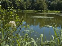 NL, Limburg, Weert, Eendenven 3, Saxifraga-Marijke Verhagen