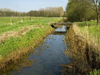 NL, Limburg, Weert, Heijkersbroek 9, Saxifraga-Jan van der Straaten