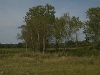 NL, Limburg, Weert, Kettingdijk 14, Saxifraga-Marijke Verhagen