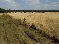 NL, Limburg, Weert, Kruispeel 2, Saxifraga-Jan van der Straaten