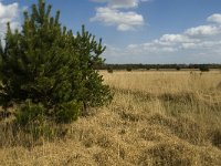 NL, Limburg, Weert, Kruispeel 4, Saxifraga-Jan van der Straaten