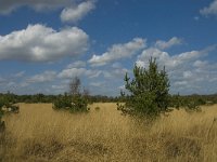 NL, Limburg, Weert, Kruispeel 7, Saxifraga-Jan van der Straaten