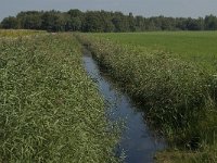 NL, Limburg, Weert, Kuppens Lossing 2, Saxifraga-Jan van der Straaten