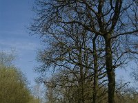 NL, Limburg, Weert, Laagbroek 1, Saxifraga-Jan van der Straaten