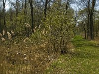 NL, Limburg, Weert, Laagbroek 3, Saxifraga-Jan van der Straaten