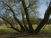 NL, Limburg, Weert, Laurabossen 1, Saxifraga-Jan van der Straaten