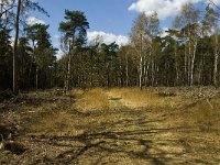 NL, Limburg, Weert, Laurabossen 16, Saxifraga-Jan van der Straaten