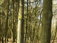 NL, Limburg, Weert, Laurabossen 2, Saxifraga-Jan van der Straaten