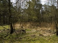 NL, Limburg, Weert, Laurabossen 3, Saxifraga-Jan van der Straaten