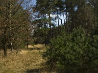 NL, Limburg, Weert, Laurabossen 6, Saxifraga-Jan van der Straaten