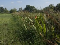 NL, Limburg, Weert, Leukerbeek 8, Saxifraga-Jan van der Straaten