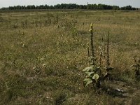 NL, Limburg, Weert, Loozerheide 1, Saxifraga-Jan van der Straaten