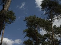 NL, Limburg, Weert, Oudste bos, Laurabossen 2, Saxifraga-Jan van der Straaten