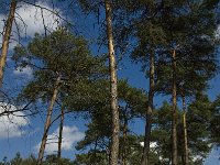 NL, Limburg, Weert, Oudste bos, Laurabossen 3, Saxifraga-Jan van der Straaten