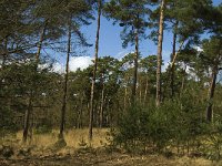 NL, Limburg, Weert, Oudste bos, Laurabossen 4, Saxifraga-Jan van der Straaten