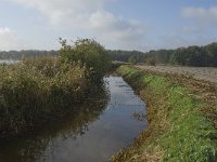 NL, Limburg, Weert, Roeventerpeel 14, Saxifraga-Jan van der Straaten