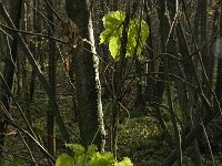 NL, Limburg, Weert, Roeventerpeel 7, Saxifraga-Jan van der Straaten