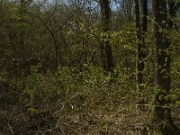 NL, Limburg, Weert, Roukespeel 4, Saxifraga-Jan van der Straaten