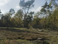 NL, Limburg, Weert, Stramprooierheide 11, Saxifraga-Marijke Verhagen