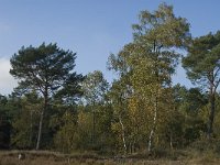 NL, Limburg, Weert, Stramprooierheide 2, Saxifraga-Jan van der Straaten