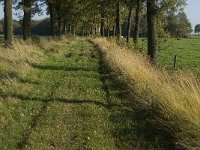 NL, Limburg, Weert, Stramprooierheide 5, Saxifraga-Jan van der Straaten