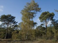 NL, Limburg, Weert, Stramprooierheide 9, Saxifraga-Marijke Verhagen