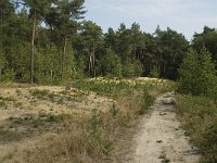 NL, Limburg, Weert, Tungelerwallen 1, Saxifraga-Jan van der Straaten