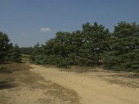 NL, Limburg, Weert, Tungelerwallen 14, Saxifraga-Jan van der Straaten