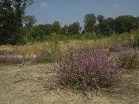 NL, Limburg, Weert, Tungelerwallen 15, Saxifraga-Jan van der Straaten