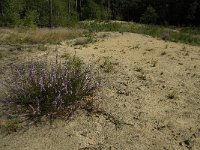 NL, Limburg, Weert, Tungelerwallen 2, Saxifraga-Jan van der Straaten